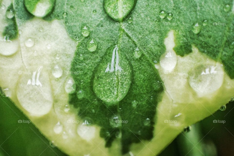 Drops of rain on plant