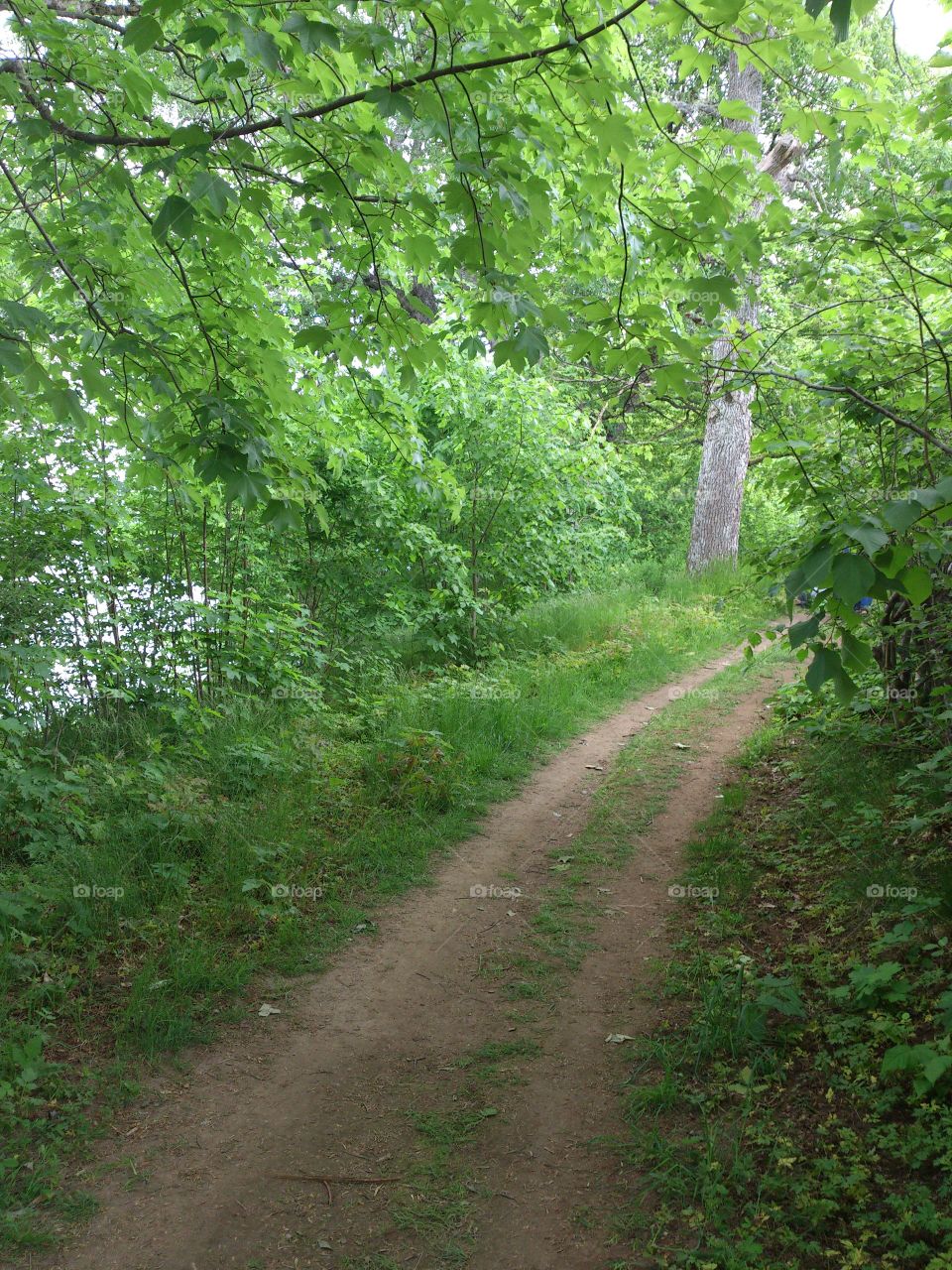 Forest path