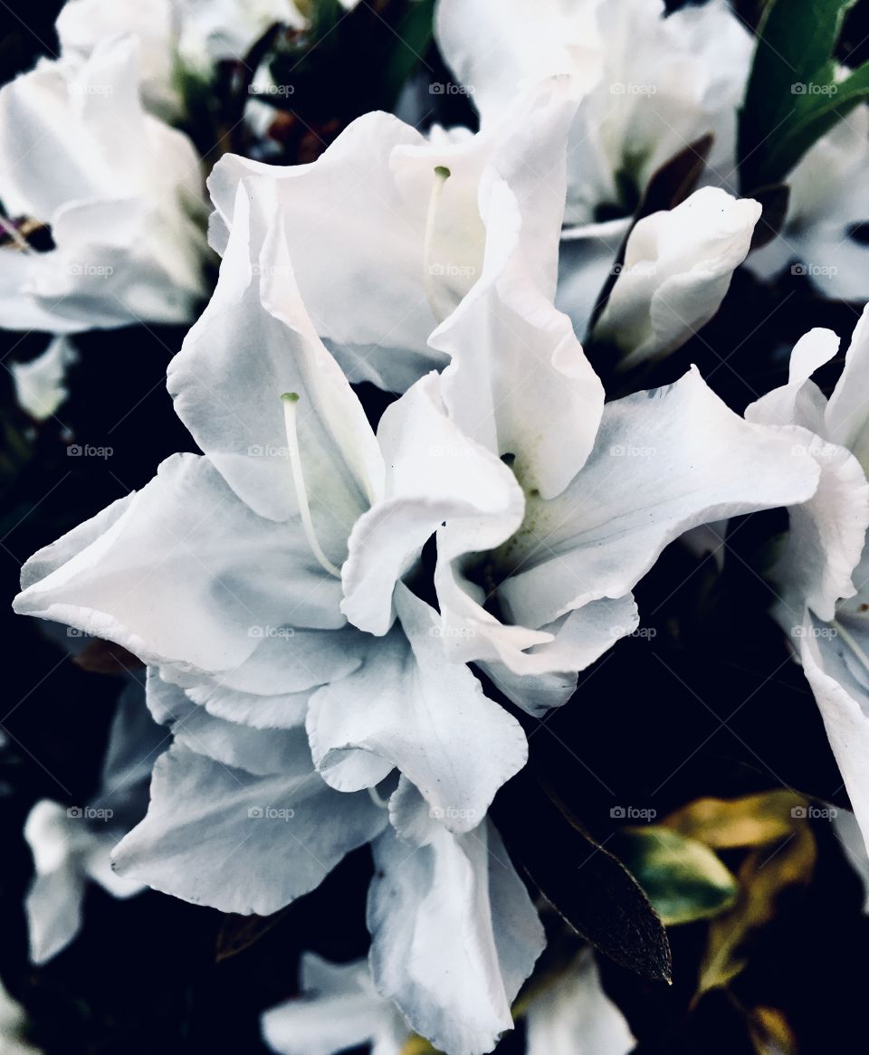 Nossas azaleias brancas, tão tímidas durante todo o ano mas floridas nessa manhã. 