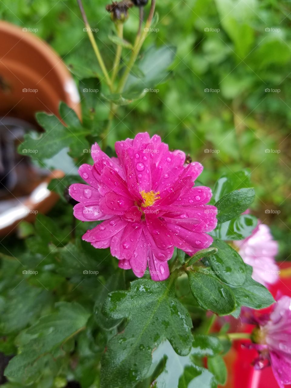 rain on the flower