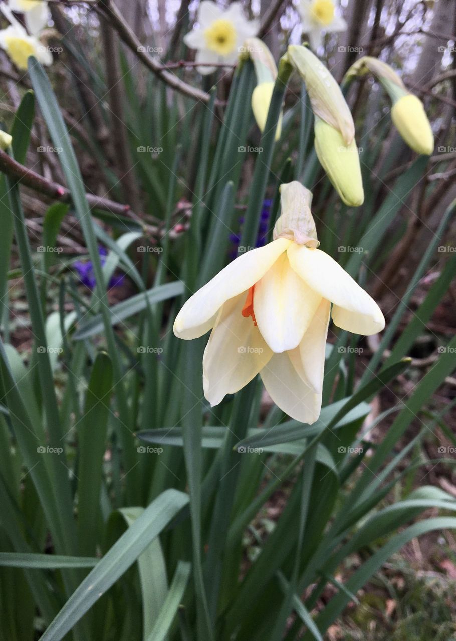 it becomes clear ... as a narcissus