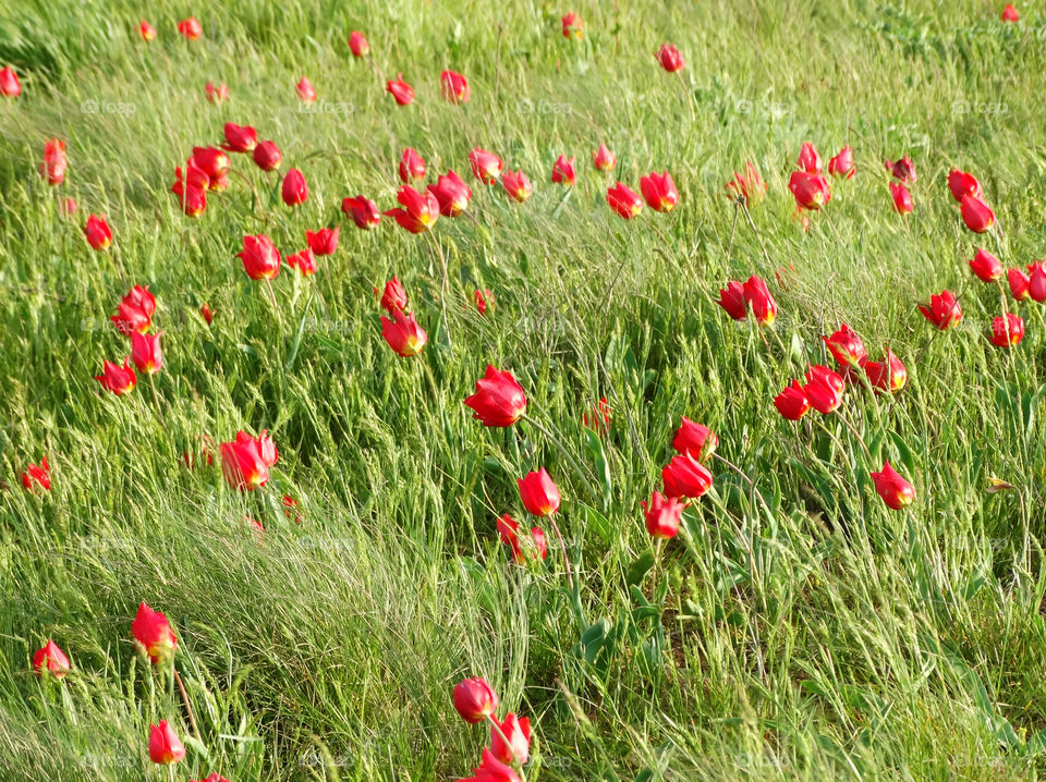 Wild tulips