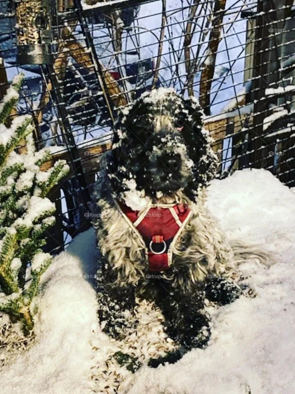 Bonnie the happy snow dog