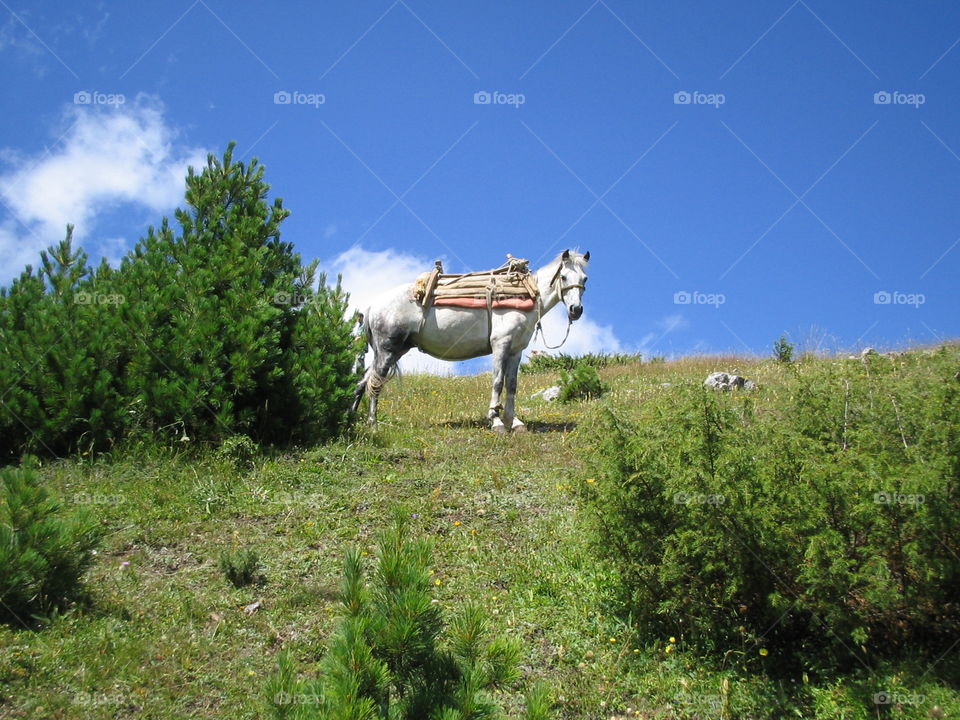 mountain horse