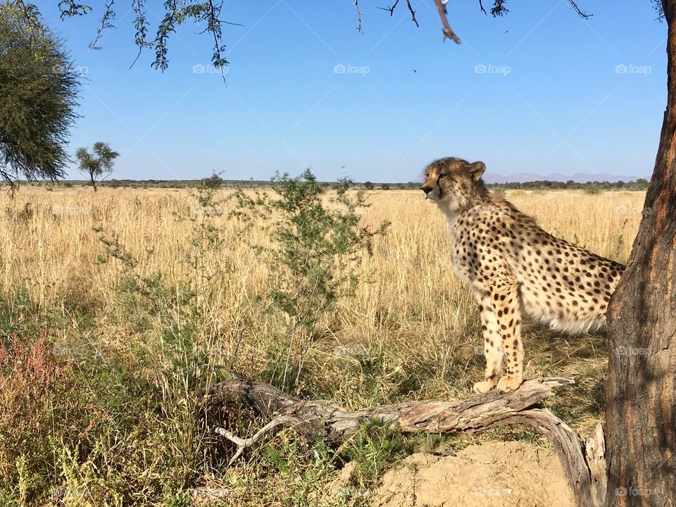 Namibian cheetah.