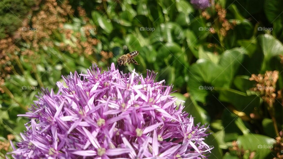 Bee and flower