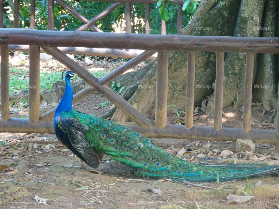 Peacock Beautiful