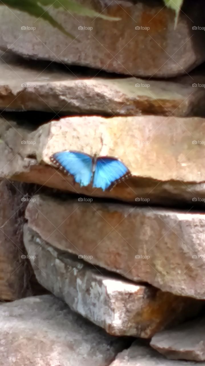 a blue butterfly at York Wild Kingdom in Maine