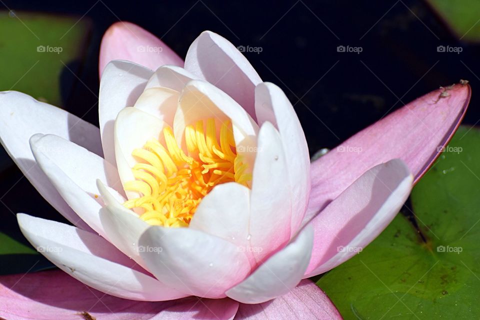 Pink water lily