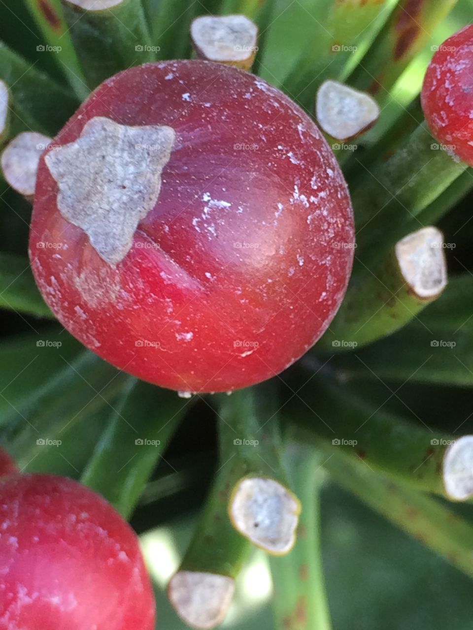 Berry on a bush