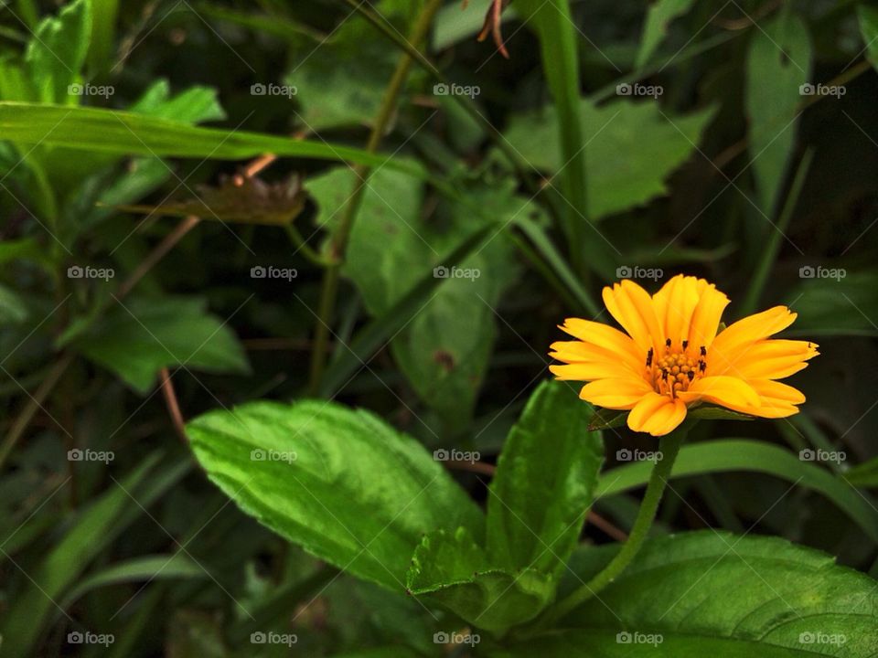 Close-up of yellow flower