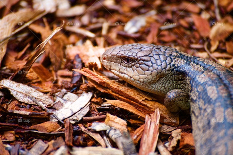 Australian lizard
