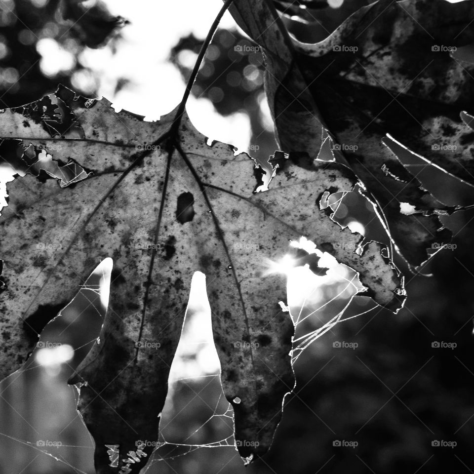 A withered leaf refusing to fall from the tree... Creating a beautiful pattern with cobwebs and sunlight... A proof of graceful ageing in nature