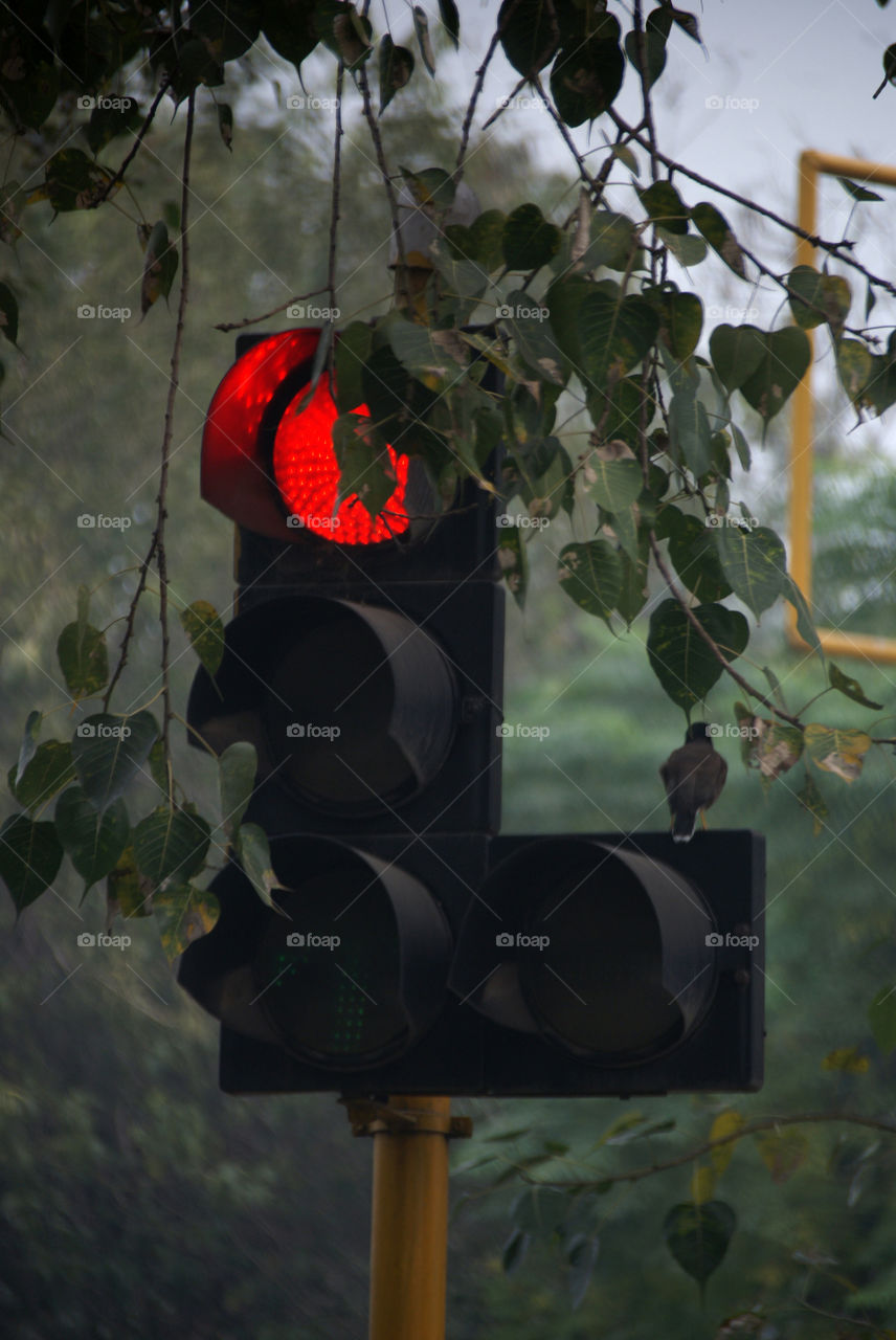 Red light among the greens, with heart shaped leaves, black and yellow supporting colours.