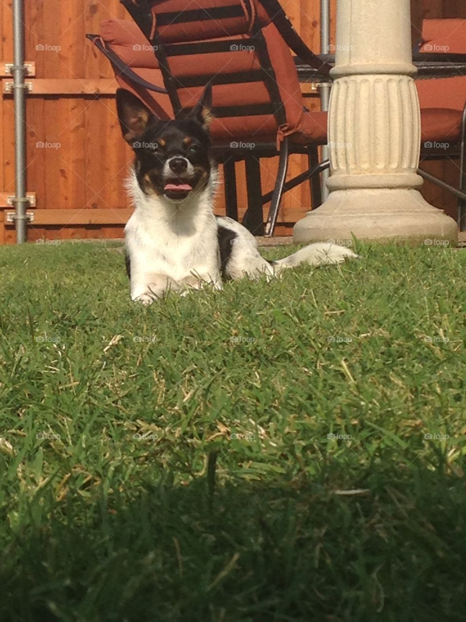 I am dog tired. Rat terrier panting and resting in yard