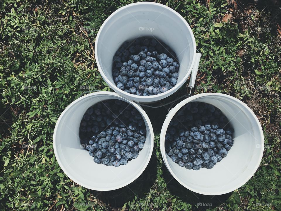 Buckets full of blueberries after a long day on the farm