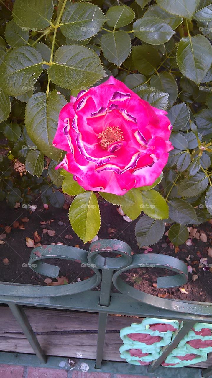 Rose. Walking in my neighborhood