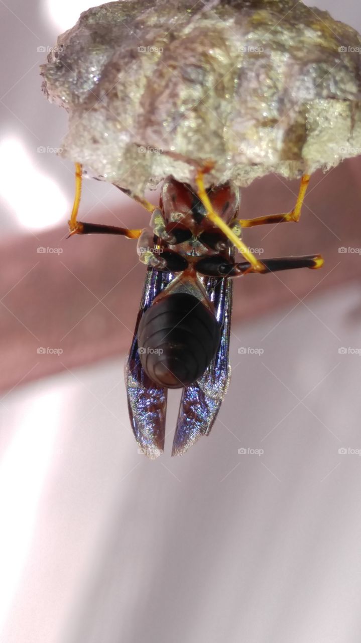 Paper Wasp Thorax, Abdomen, Jointed Legs and Wings