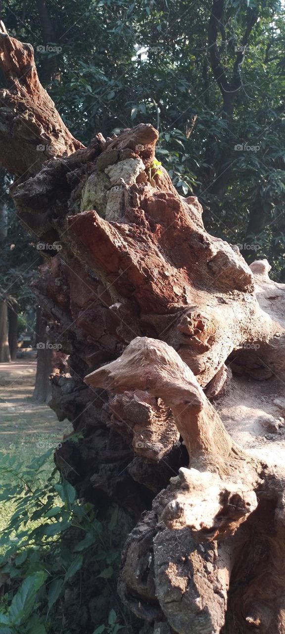 dried tree root