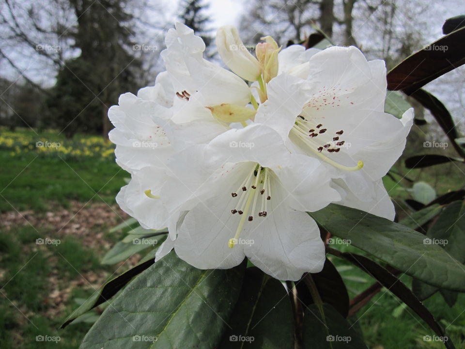 Flower, Nature, Leaf, No Person, Flora