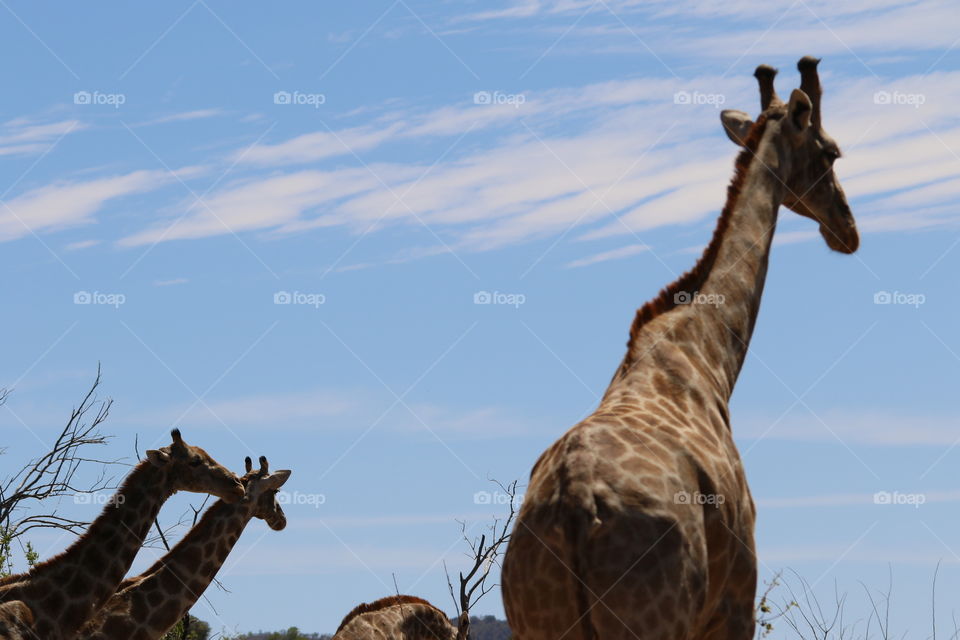 Giraffe in the sky
