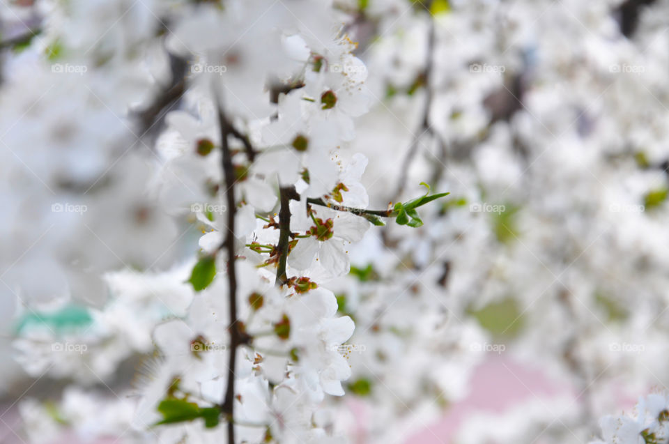 White flower blooming on tree branch