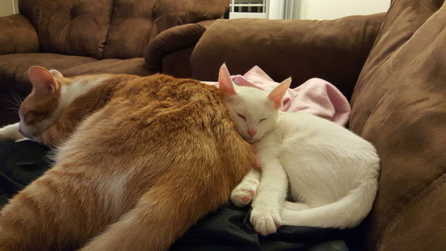 Brotherhood