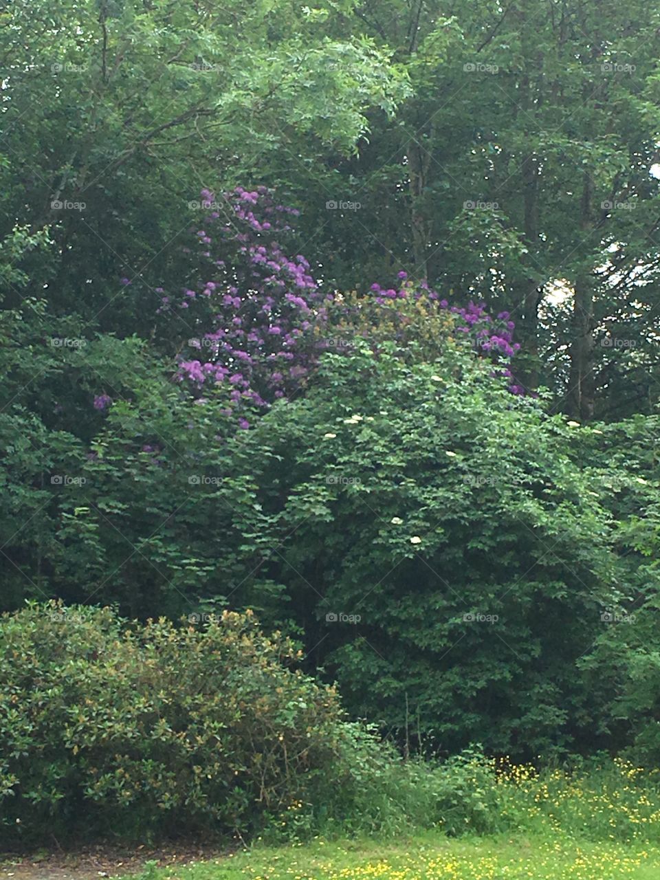 Purple flowers 