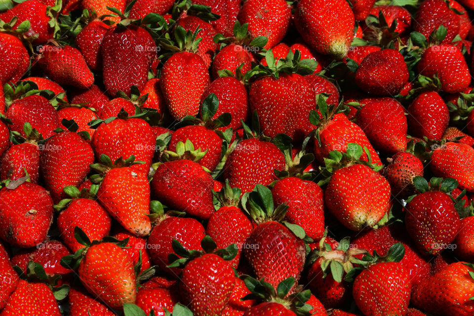 strawberries - variety Chandler
