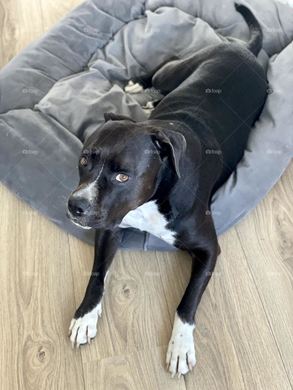 Dog lying in his bed on the floor, taking from above 