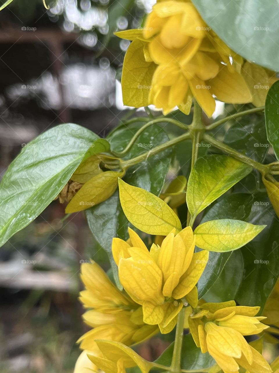 Plants around us,@ Upcountry, Thailand 🇹🇭