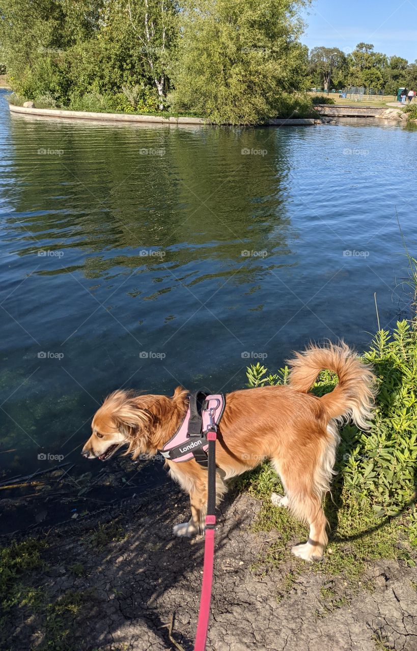 London by the pond