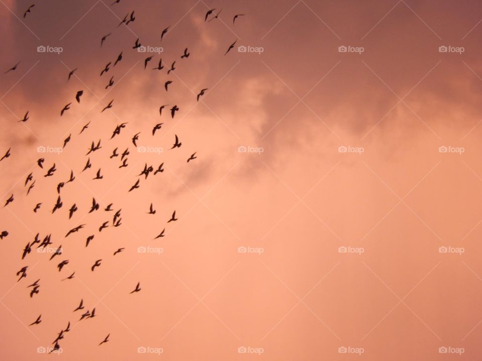 Birdswarm