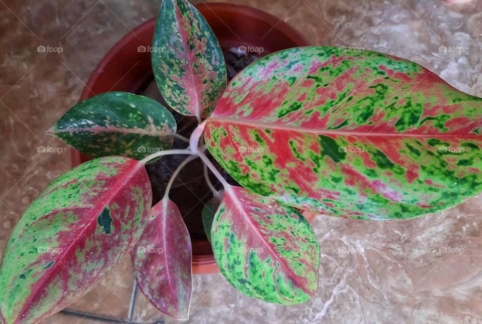 Mini plant with reddish leaves in a brown pot