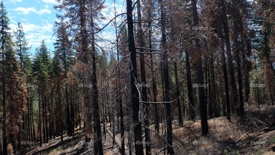 Pine trees destroyed in forest fire in California