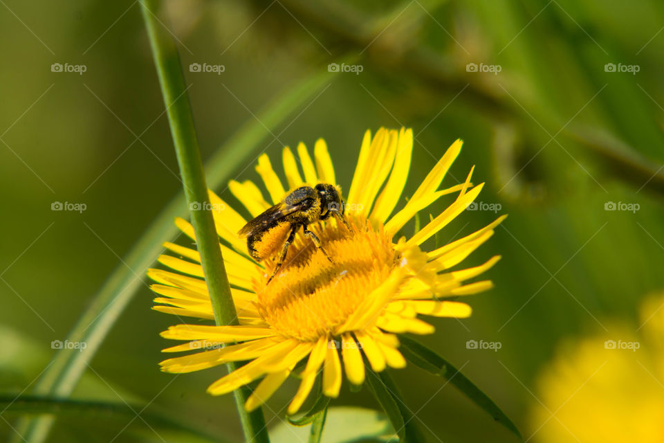 Nature, Insect, Bee, No Person, Flora