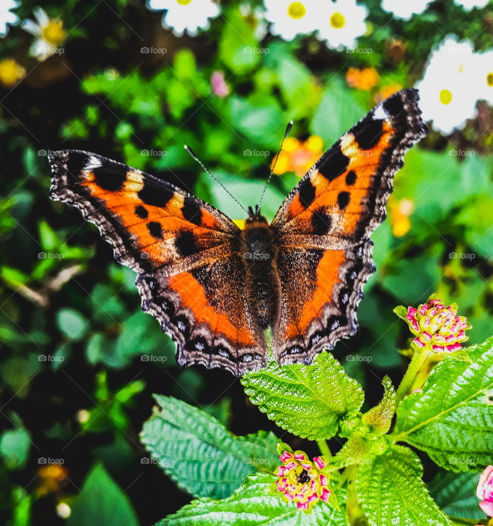 Beautiful butterfly spreading its wings