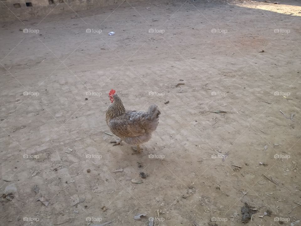 hen