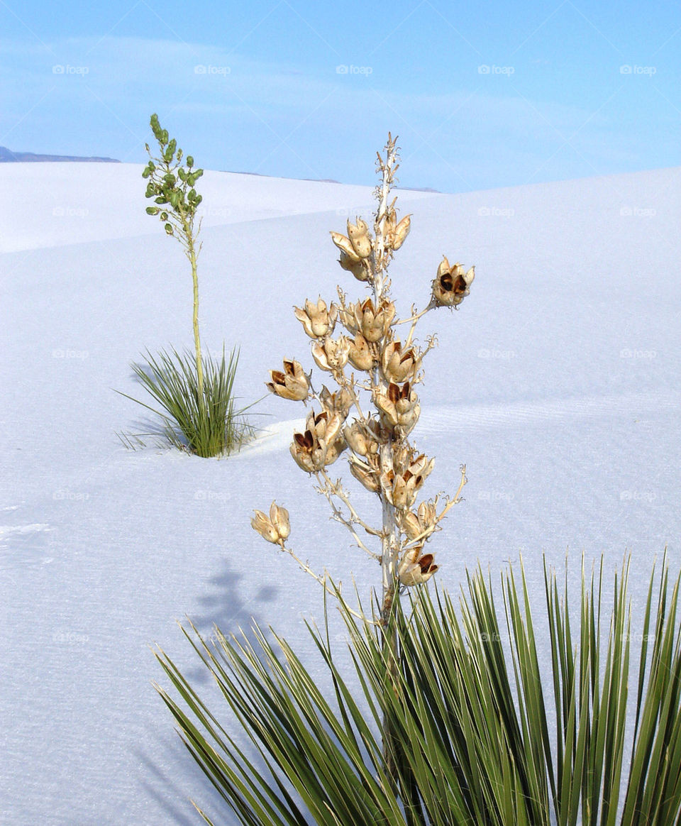 flora white mountain sands by refocusphoto