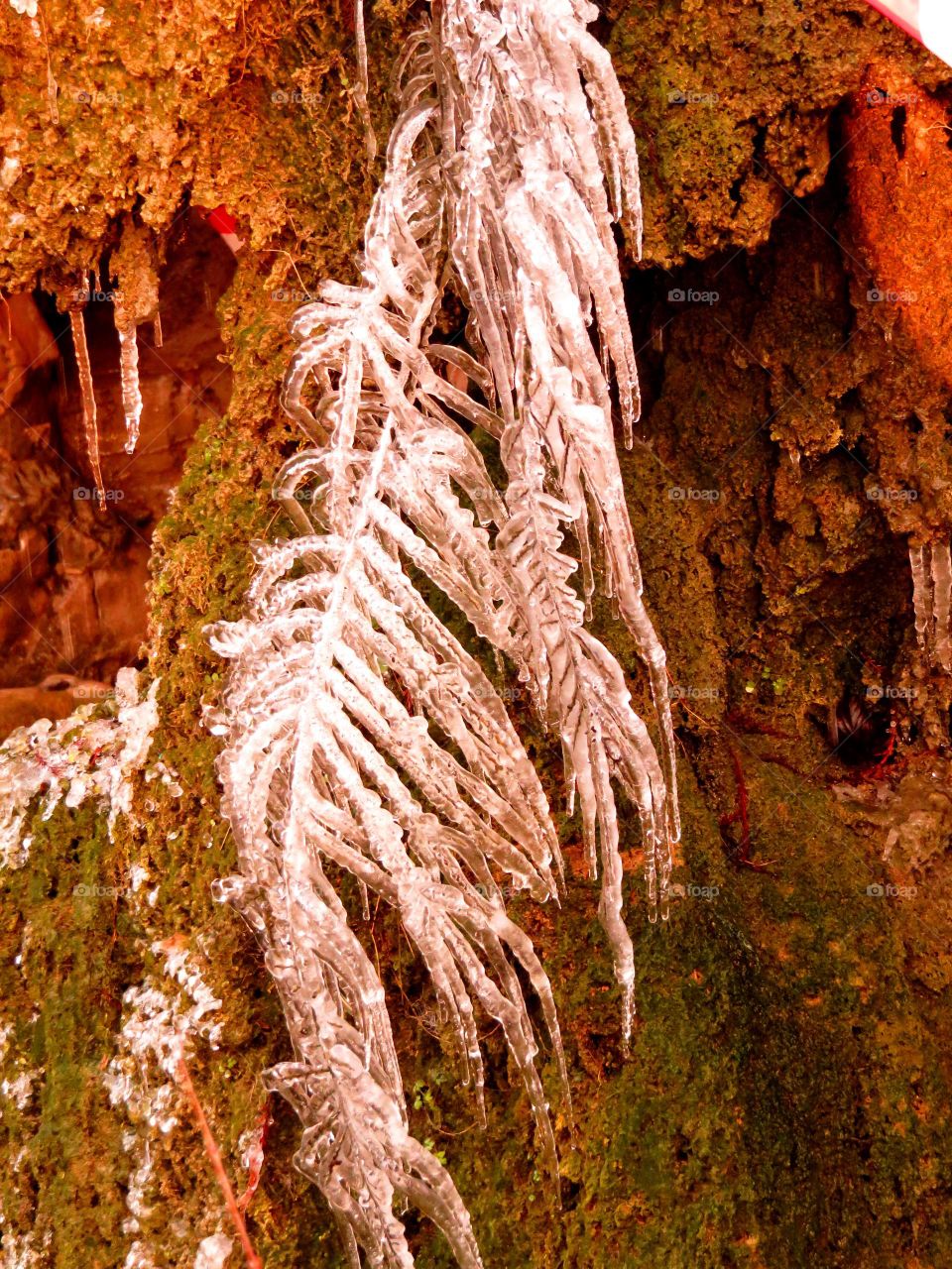 frozen fern