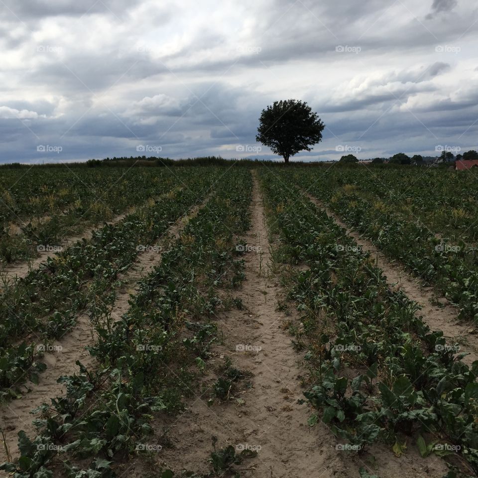 Agriculture, Vineyard, Cropland, No Person, Farm