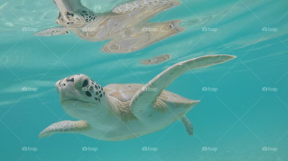 Sea Turtle