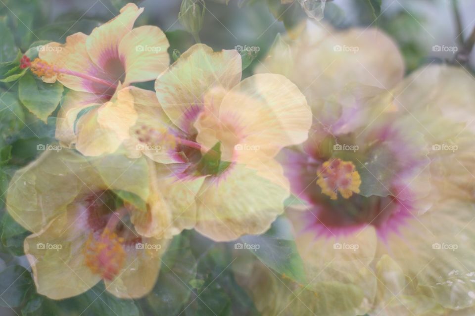 In camera Multiple Exposure 
Yellow Hibiscus 