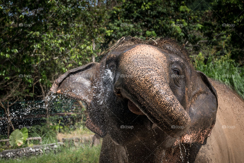 an elephant got splashed by water