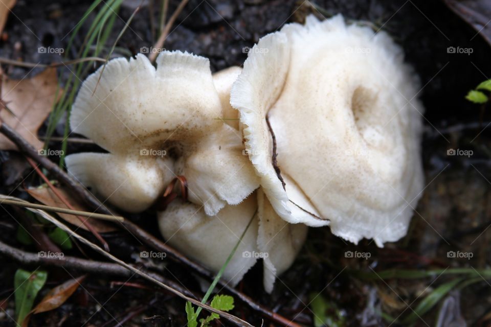 mushrooms on the shore