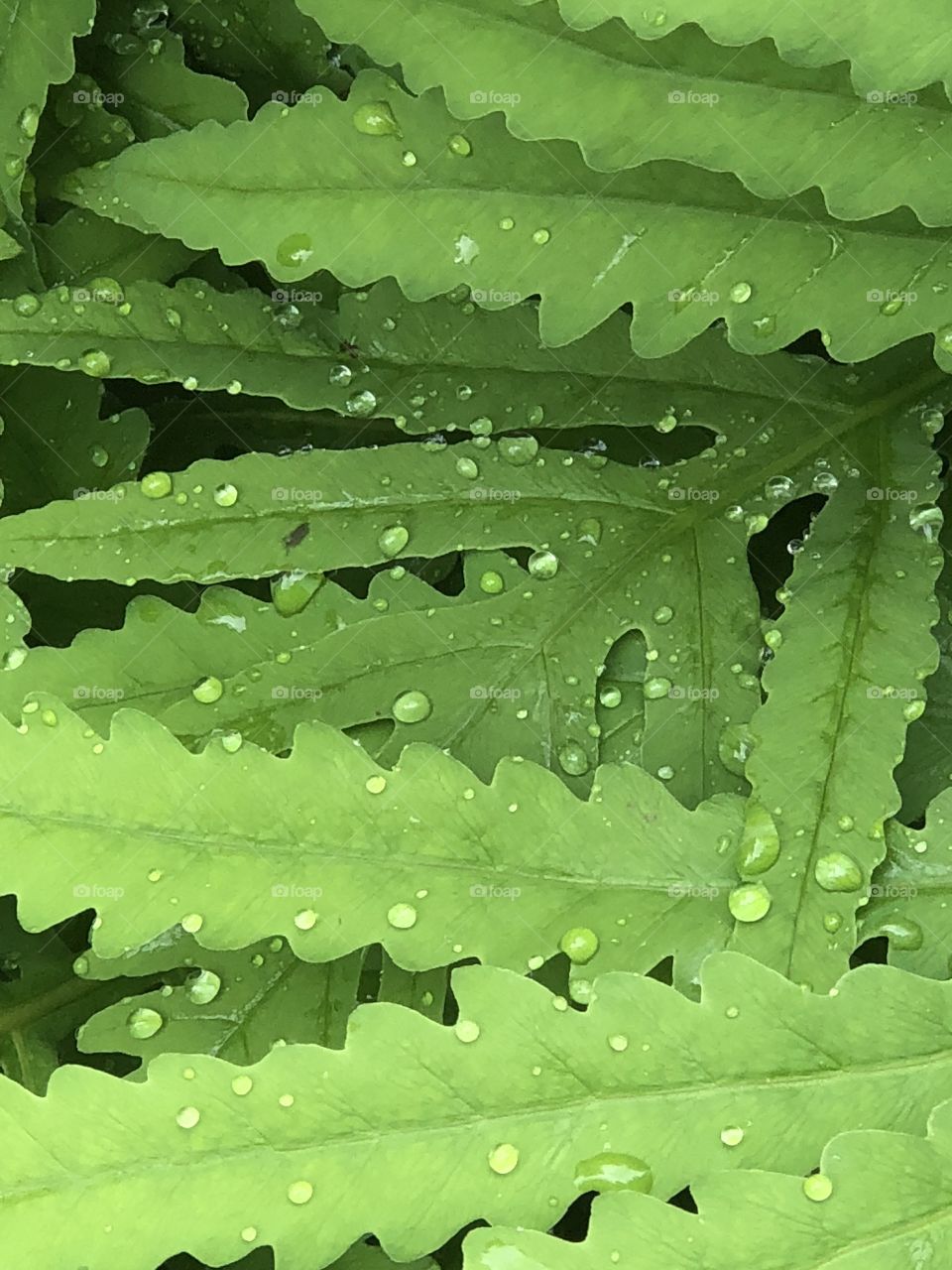 Rain covered fern