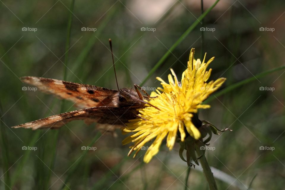 ein Schmetterling trinkt aus einer Blüte