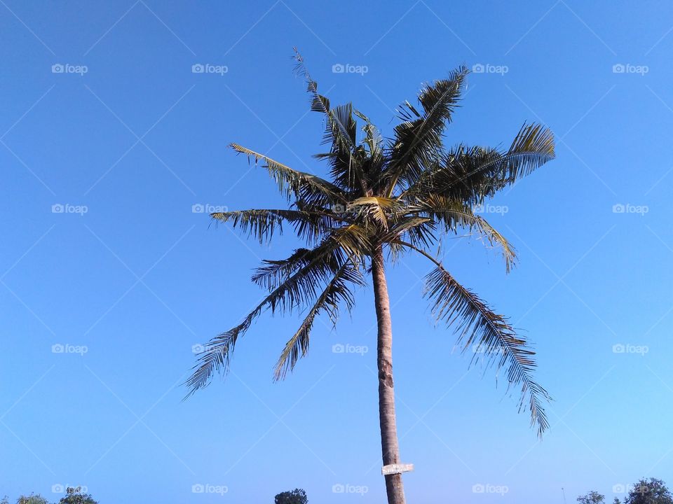 pohon kelapa