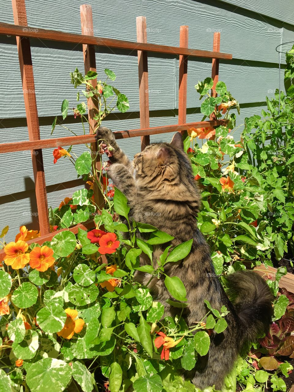 Garden tabby 2