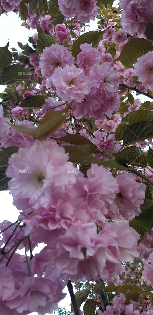 japanese cherry blossoms